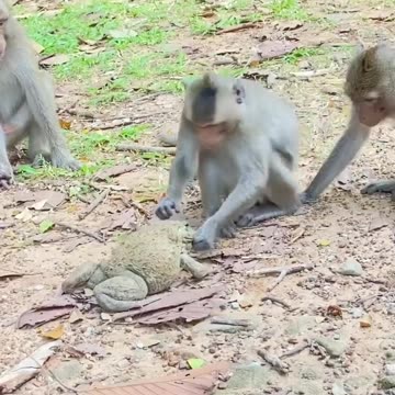Monkeys funny video
