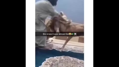 Funny Arab videos part 3