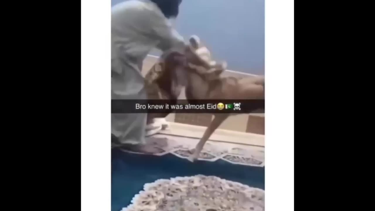 Funny Arab videos part 3