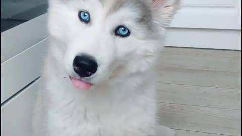Husky emblazoned on the camera.Very beautiful eyes