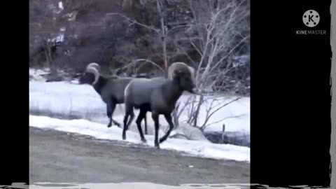 Funny Animals Lover Videos ! Animals Funny Video Only