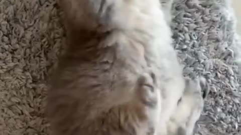 Funny and Naughty Little Cats 😜😜😜😜 I can't stop Laughing 🤣🤣🤣🤣