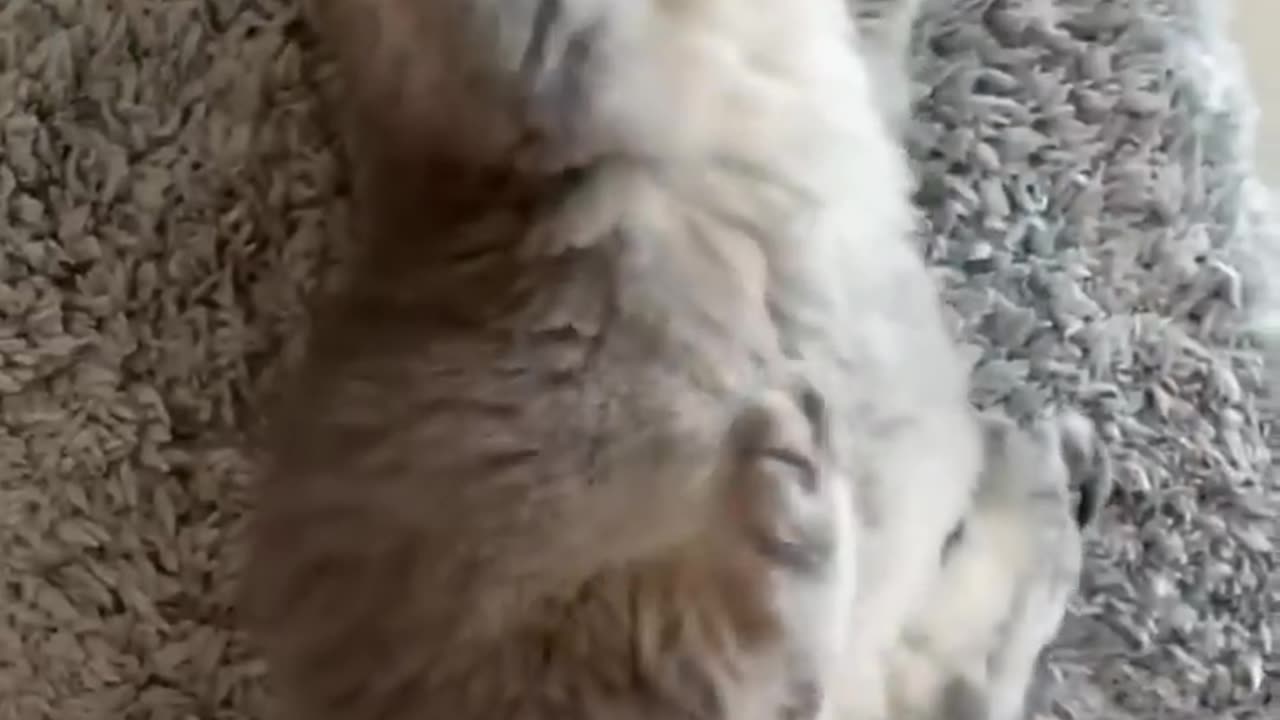 Funny and Naughty Little Cats 😜😜😜😜 I can't stop Laughing 🤣🤣🤣🤣