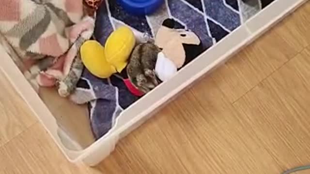 Hamister Leozinho playing