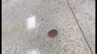 Burger Bun Travels in School Cafeteria