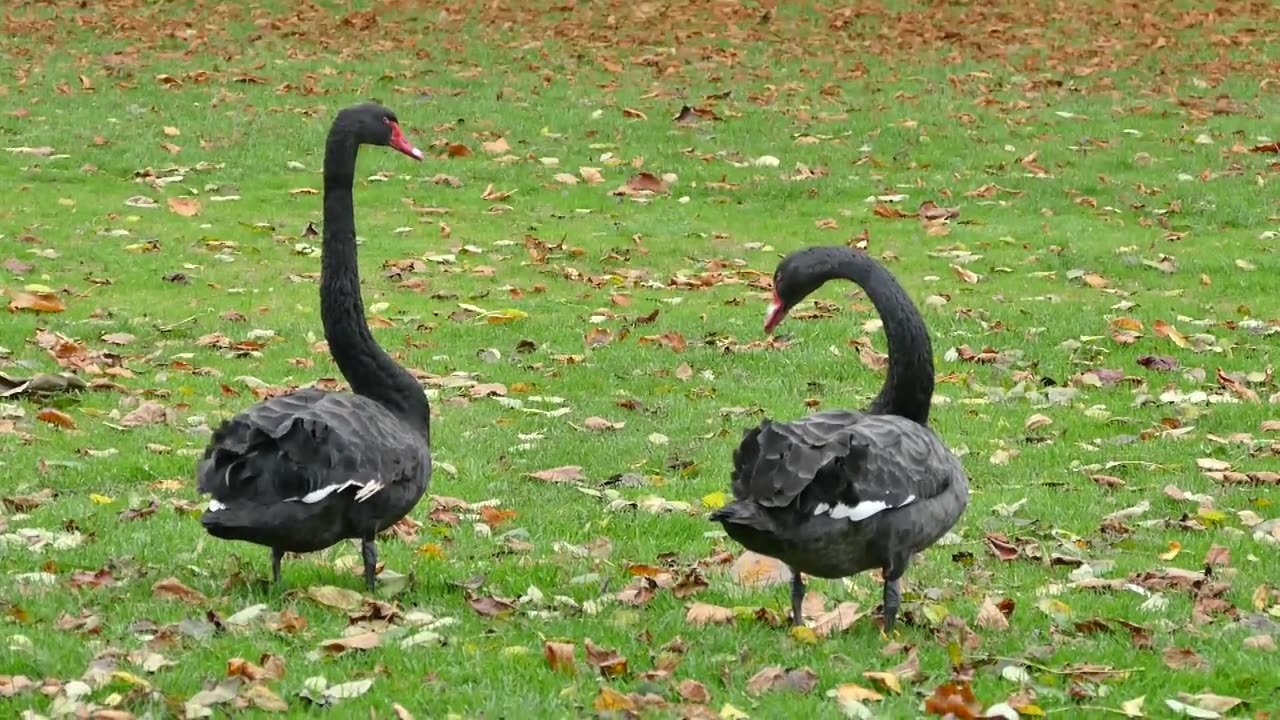 Black swans birds