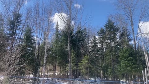 sap flow