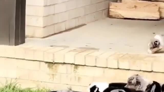 Strange and funny behavior of animals 1113