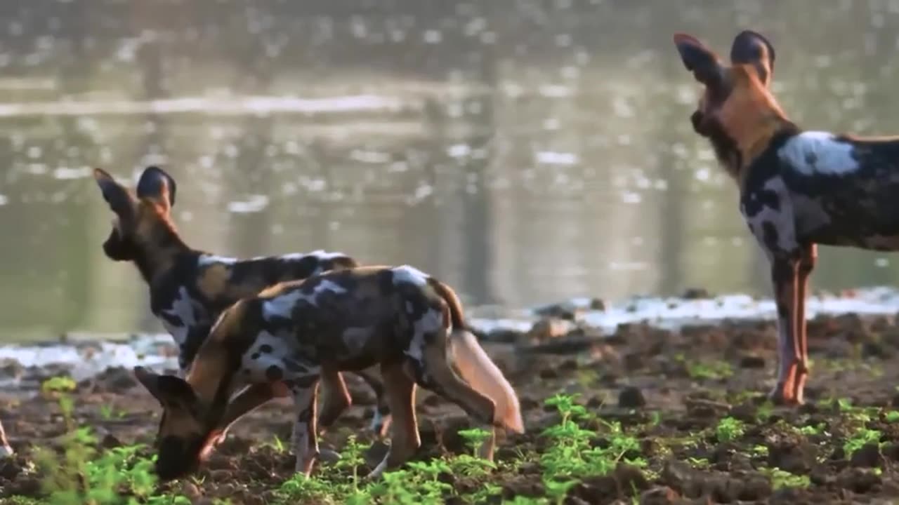 "🦌💨 High-Stakes Jump: Impala's Dilemma with Wild Dogs - Life or Limb? 🐾🌿"