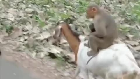 Monkey riding got