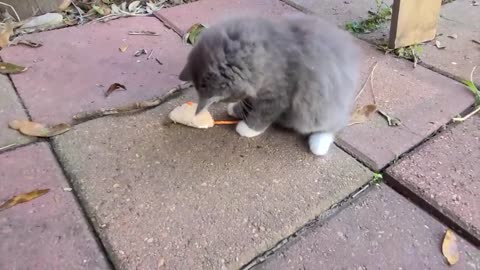 Fluff Ball rolls over and shows her belly for the first time !!