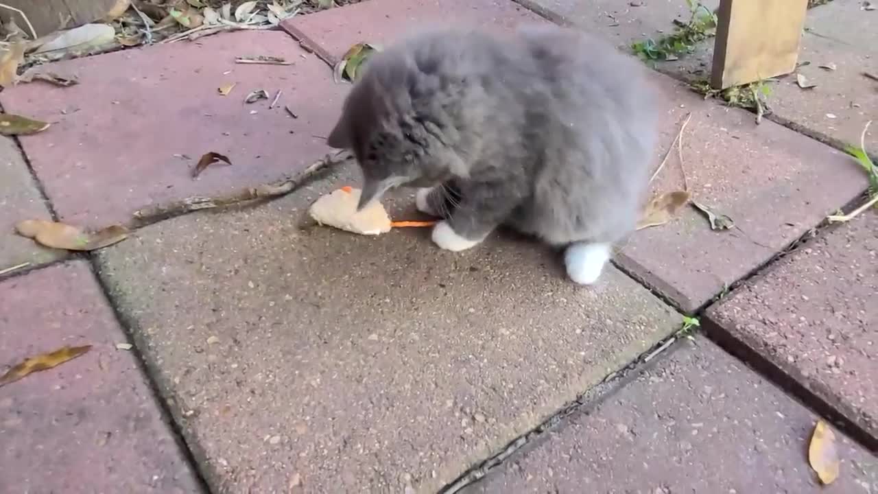 Fluff Ball rolls over and shows her belly for the first time !!