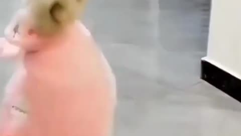 Try Not To Laugh #shorts #reels #funny #dog 💕 Cute Dogs WhatsApp Status