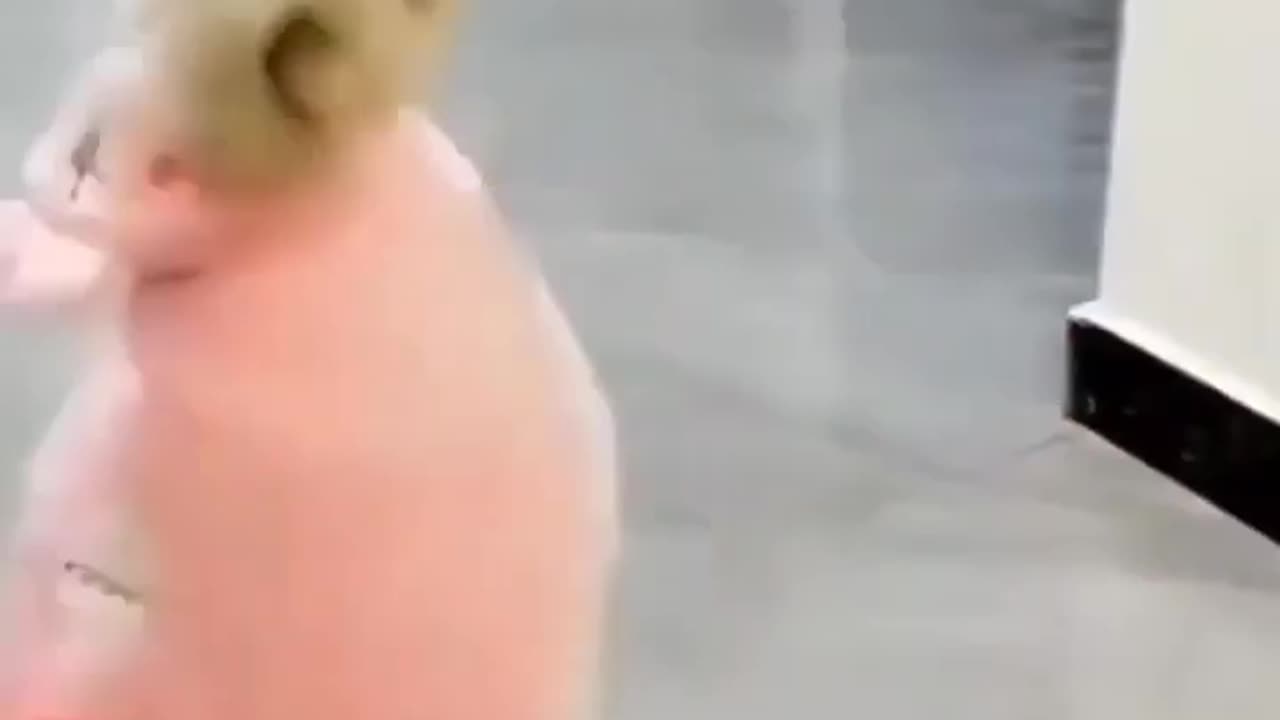 Try Not To Laugh #shorts #reels #funny #dog 💕 Cute Dogs WhatsApp Status