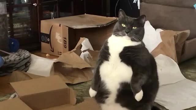 Cat Looks Funny as he Sits on the Floor on his Hind Legs