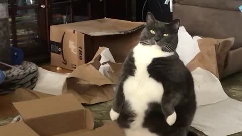 Cat Looks Funny as he Sits on the Floor on his Hind Legs