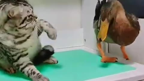 Funny moments of cat and duck #shorts #viral #shortsvideo #video