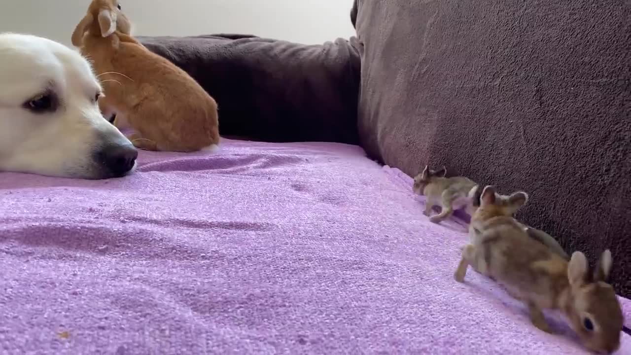 Golden Retriever and Baby Bunnies 10 days old [All 4 Bunnies Open Their Eyes]