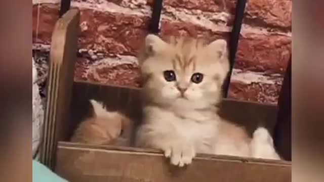 The most cute little kitten you will seen ever