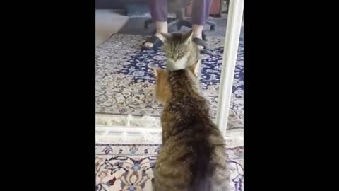Animals Seeing Themselves For The First Time!