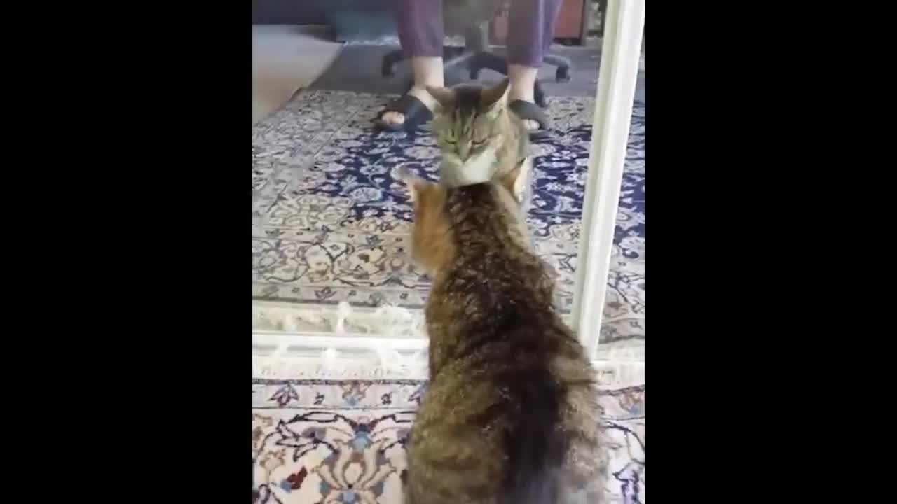Animals Seeing Themselves For The First Time!