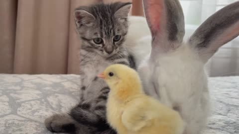 Baby Kitten and Giant Rabbit Confused by meeting Chick