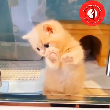 😻😹"Little Kitten vs. Glass: Scratching Fun"😹😻