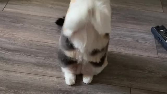 foryou#foryoupage#cat#chonky