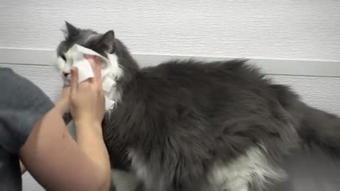 This chubby cat is ready for lift off | Astrocat