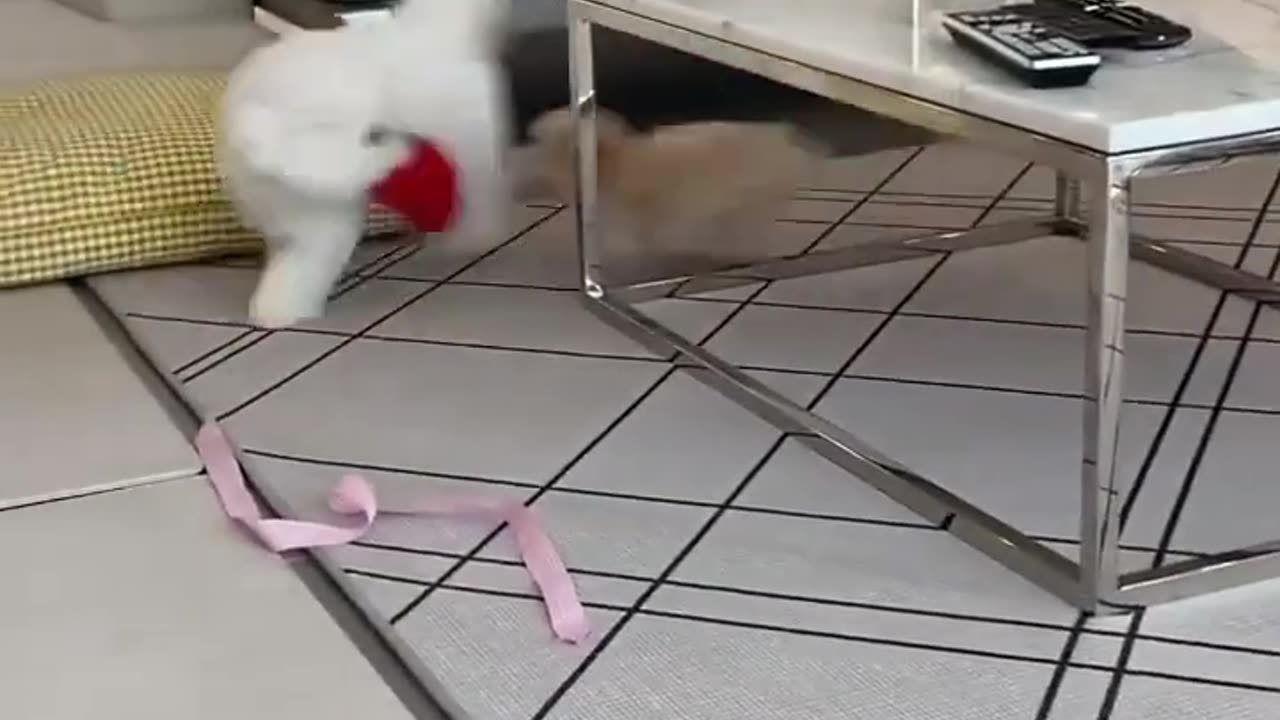 Hide and Seek #shorts #viral #shortsvideo #video