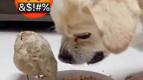 Laugh out loud with this funny moments