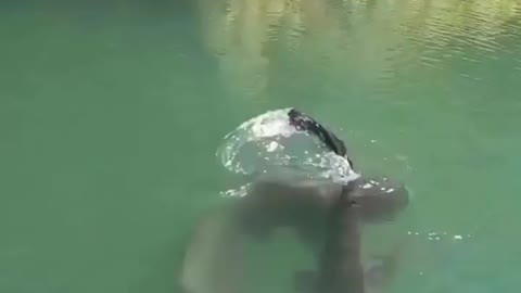 This is a beautiful and charming water-dwelling species