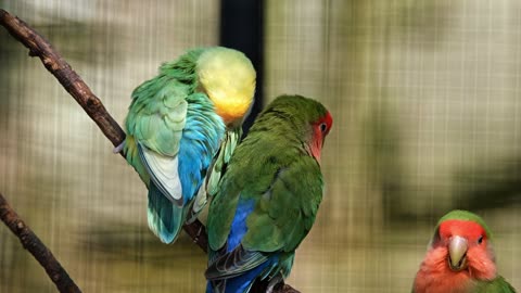 A couple of parrots
