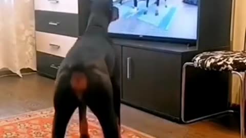 Funny animal videos