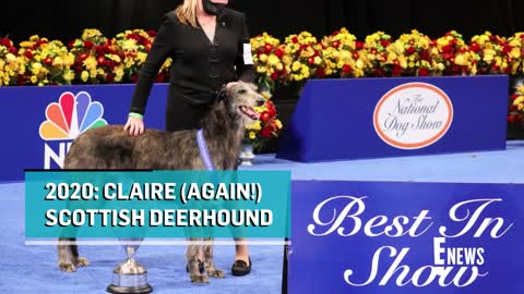 2022 National Dog Show_ Meet This Year's BEST IN SHOW _ E! News