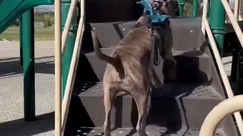 Playtime at the Playground