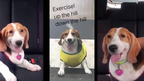 My Beagle dog on Diet