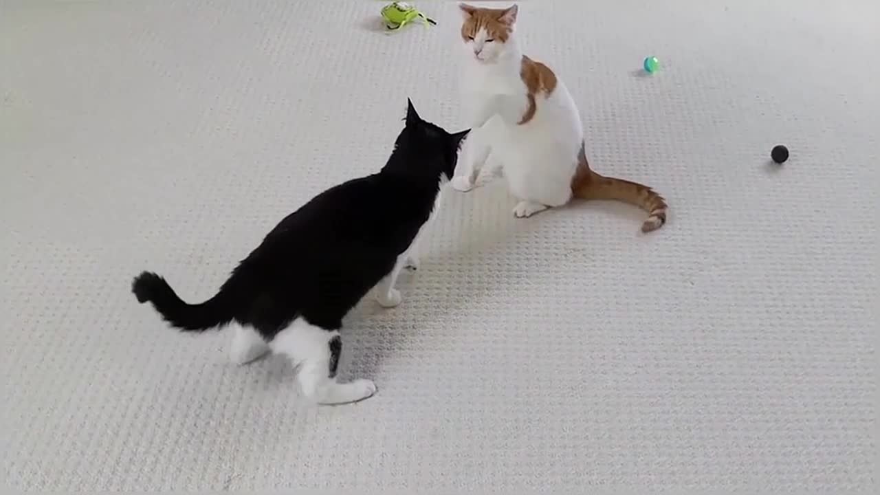 Cats Play Fighting (Compilation)