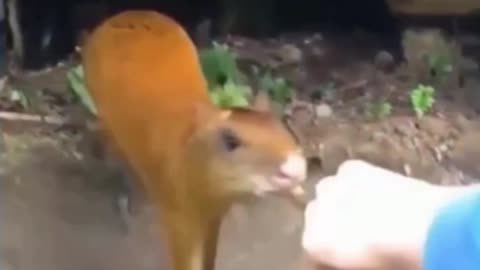 Funny animal video