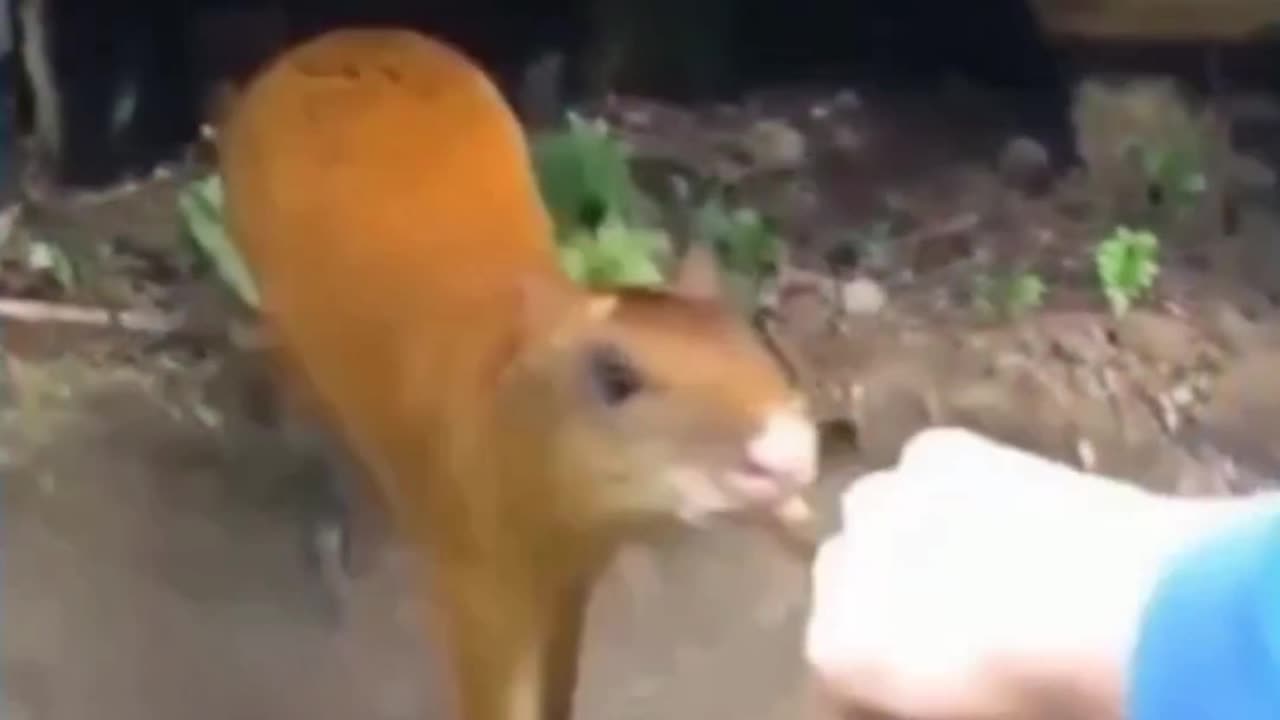 Funny animal video