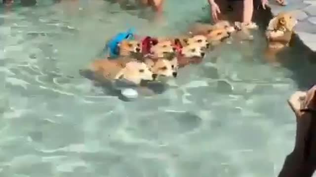 swimming contest