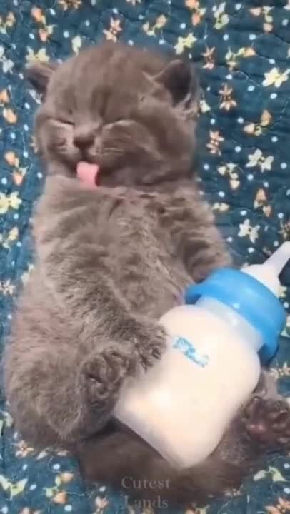 Cat dance _ Cat dancing for music _ Cat training _ Cat licking milk _ Animal Funny video