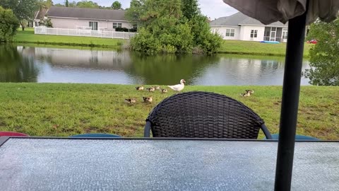 Grilling out and the baby ducks come strolling by.