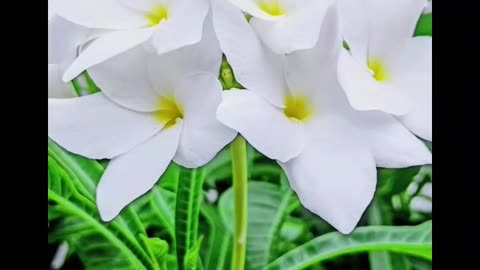 White flowers beauty