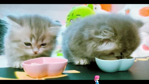 Little kittens should eat meat in large bites