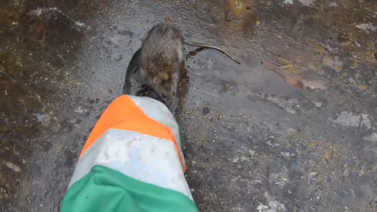 Rat Runs up workers leg