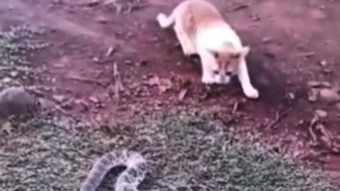 Inquisitive Cat