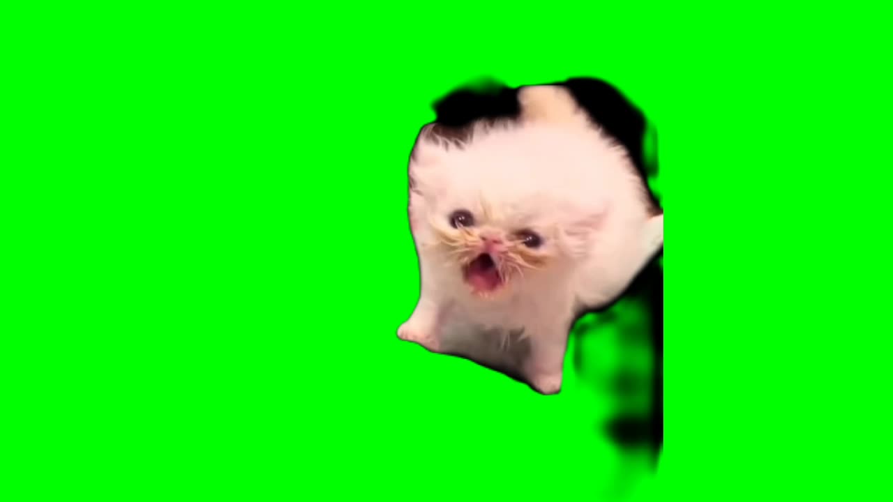 #cat #kitten #Greenscreen