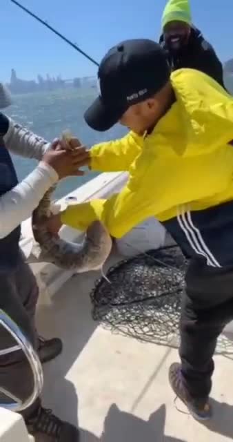 Catching a small shark with a cane can also be dangerous