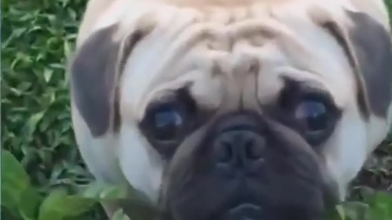 š¤£š¤£š¤£Dog laghingš¤£ā Dog Funny Videos #shorts